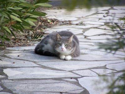 Suspect2 a2ted4 - Eugenol