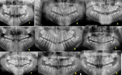 Test canines js2p4u - Eugenol