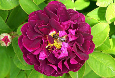 Tuscanysuperb m9xggj - Eugenol