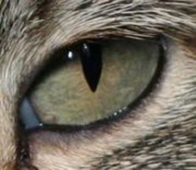  oeil doxirt - Eugenol