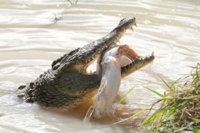 Alligator dej 2 ejildr - Eugenol