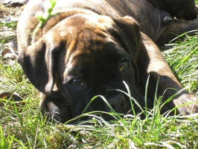 Angus2 k3wh07 - Eugenol