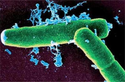 Anthrax 450852 sbofeh - Eugenol
