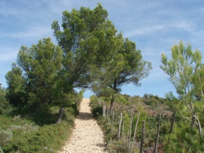 Automne 2008 064 ovvnrm - Eugenol