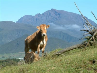 Autre vue wbd2s6 - Eugenol