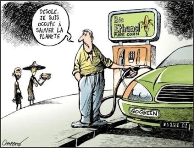 Bande de bobo ecolos yscdc6 - Eugenol