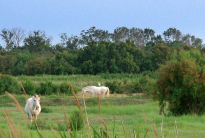 Baux crau camargue mai juin 2009 120 pumigy - Eugenol