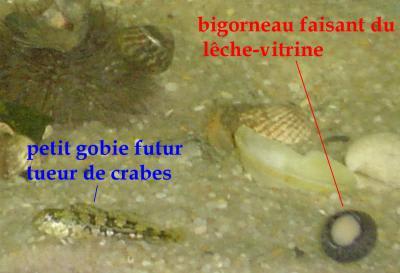 Bigorneau hermaphrodite mais femelle quand même car lêche vitrine eymr9o - Eugenol