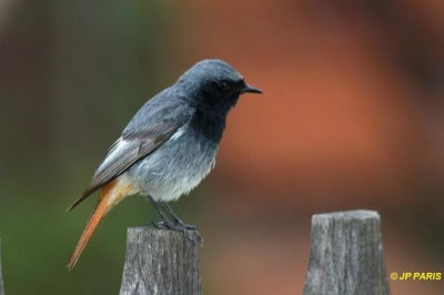 Bui18oob u7vnpe - Eugenol