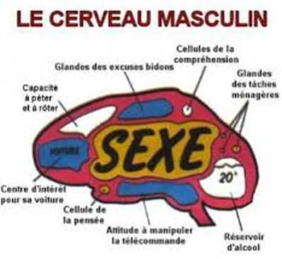 Cerveaumasculin axgxmc - Eugenol