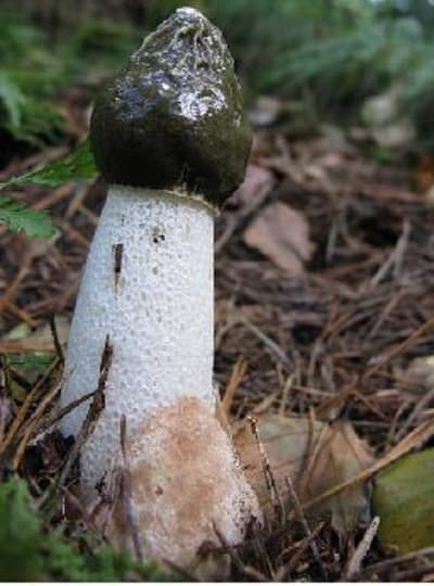 Champignon jhl8tm - Eugenol