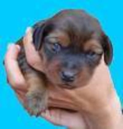 Chiot r4dueb - Eugenol