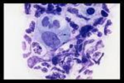 Chlamydiae jugche - Eugenol