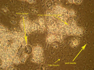 Comment geqa7d - Eugenol