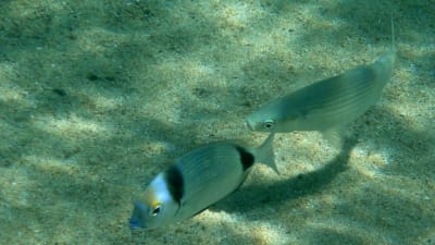 Corse 2010   178 em6q3d - Eugenol