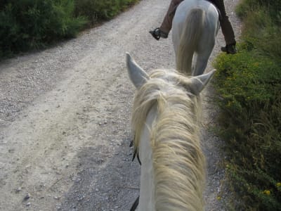 Encolure.. - Eugenol