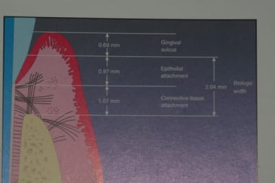 Espace biologique hklav5 - Eugenol