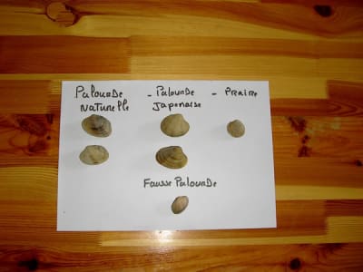 Exposition1 zzhqwg - Eugenol