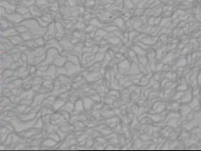 Gun micro1 tgyltq - Eugenol