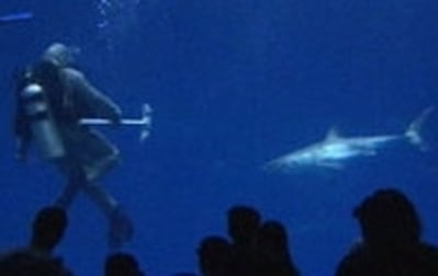 Hallboy aquarium wgnmvr - Eugenol