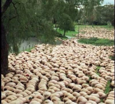 Illusion87 zijcdq - Eugenol