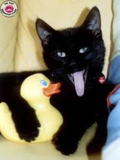 Imagescam3llbp dc8hlu - Eugenol