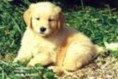 Images jjhd1n - Eugenol