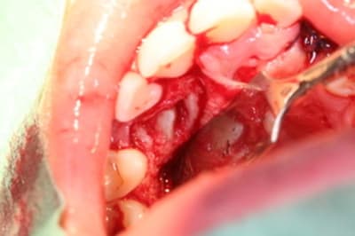 Img 0341 edsftt - Eugenol