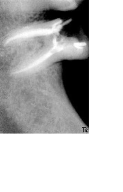 Jposop d0w1p6 - Eugenol