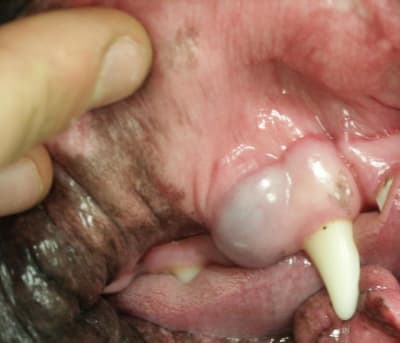 Kyst odontogenique reduit2 sefxl2 - Eugenol
