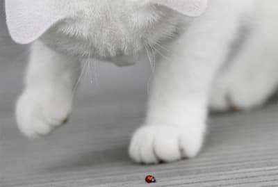 Le chat et la coccinelle lbyaqx - Eugenol