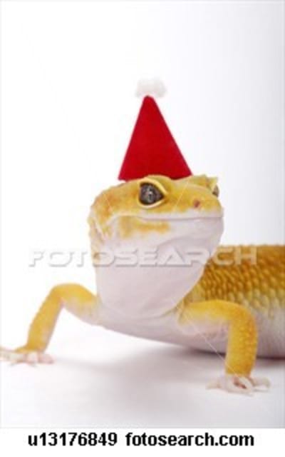 Leopard gecko party  u13176849 gvguem - Eugenol