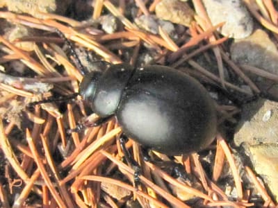 Luberon 040 gg4uce - Eugenol