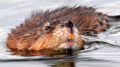 Maxresdefault ovo1pe - Eugenol