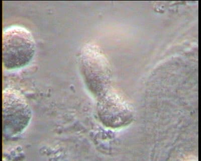Mme x 1 qbowbd - Eugenol