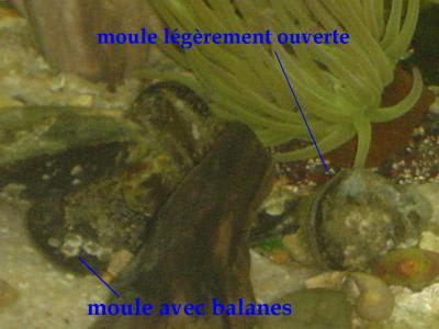Moules au vin blanc cscefy - Eugenol