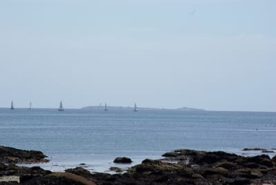 Mousterlin1 shxnde - Eugenol