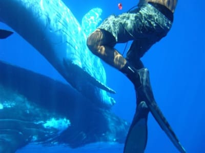 Panoramique grosse baleine m1skeq - Eugenol