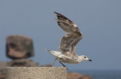 Petites ailes lodhxf - Eugenol