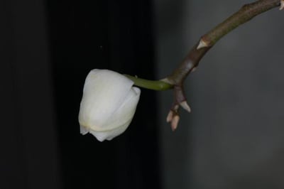 Phalaenopsis génération spontanée iowiua - Eugenol