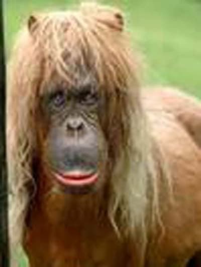 Poney cb1kiu - Eugenol