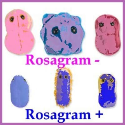 Pr4 wah6zy - Eugenol