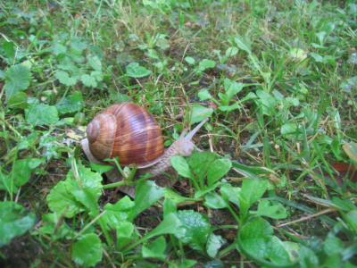 Regardez o  vous mettez les pieds - Eugenol