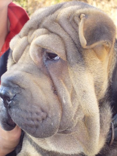 Riza 146 fgw2vn - Eugenol