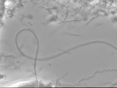 Sekoiça 3 tj3sne - Eugenol