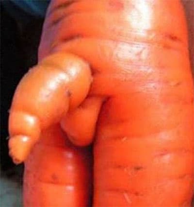 Veganisme 1 ydkxmp - Eugenol