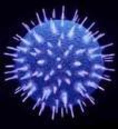 Virus gripe a pqsj8k - Eugenol