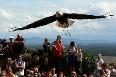 Volerie des aigles ndqlwr - Eugenol