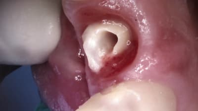 Vp7wmy0vyzqitlqma4an - Eugenol