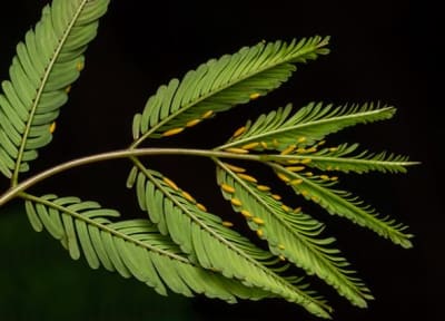 W5b0i2u8470q5najl4o4x2bijc3f - Eugenol